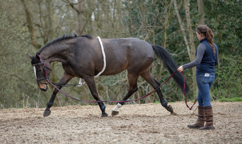Mark Todd Lunging Aid